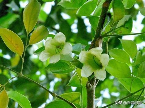 寶樹開花|綠寶樹開花有什麼預兆